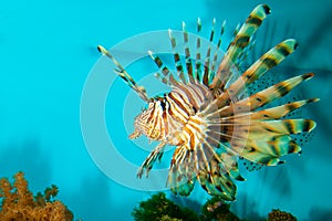 Red or Volitan Lionfish