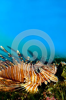 Red or Volitan Lionfish