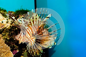 Red or Volitan Lionfish