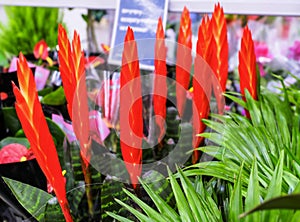 Red Vriesea Bromeliaceae is a tropical ornamental plant at floral market