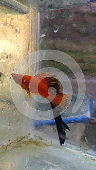 Red wag fish saber tail