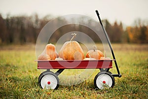 Red wagon with a lot of pumpkins for halloween or thanksgiving photo