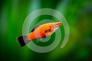 Red Wagtail Platy Xiphophorus maculatus in a fish tank