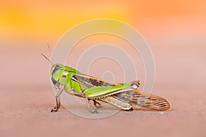 Red wall blick on background texture.