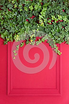 Red wall with frame half covered by Common Ivy. Also known as Hedera helix, English ivy or European ivy. Copy space