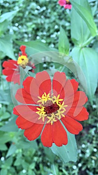 red wallpaper flowers