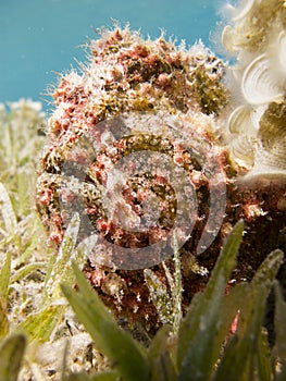 Red Warty Frogfish next to a coral on the bottom of the sea