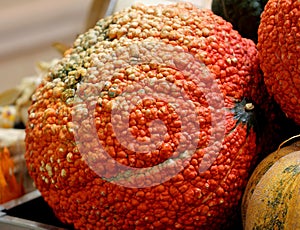 Red Warty Thing, Cucurbita maxima