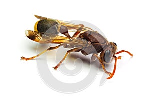 Red Wasp Hornet isolated on white background.