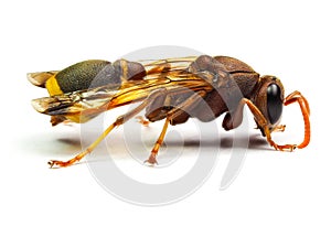 Red Wasp Hornet isolated on white background.