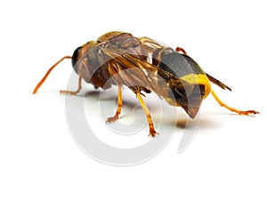 Red Wasp Hornet isolated on white background.