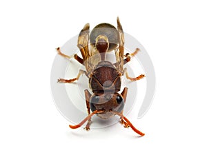 Red Wasp Hornet isolated on white background.
