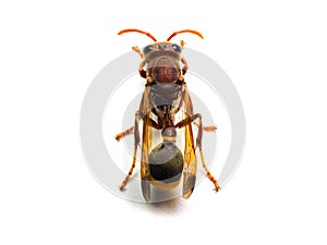 Red Wasp Hornet isolated on white background.