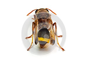 Red Wasp Hornet isolated on white background.