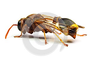 Red Wasp Hornet isolated on white background.