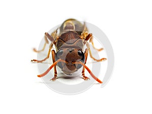 Red Wasp Hornet isolated on white background.