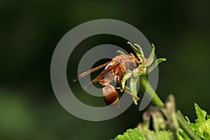 Red Wasp, Polistes carolina near Pune, Maharashtra, India