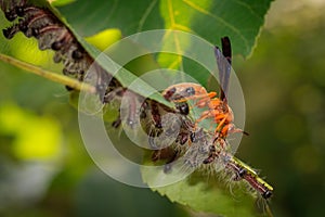 Red Wasp Preys on Hairy Caterpillars