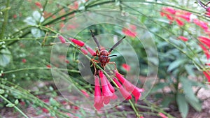 Red Wasp on Trumpet Flower