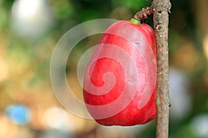 A red water apple fruit on a tree. Fresh juicy fruit. Fruit of love concept. Harvest season.