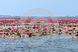 Red water lilies with tourists on boat at Nong Han marsh