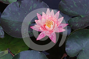 Red water lily flower in the lake .Nymphaea reflection in the pond