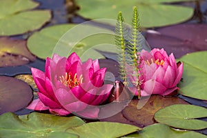 Red water lily flowers