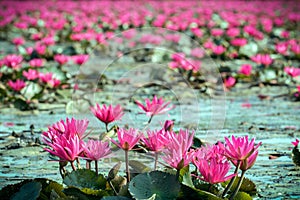 Red water lily in lake