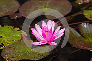 Red Water Lily Nymphaea rubra flower and leaves floating in the water