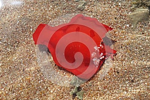 red water sea slug