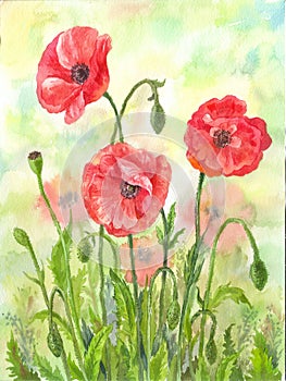 Red watercolor poppies illustration, hand drawn flowers