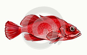 Red watercolor sea fish