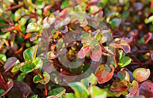 Red watercress Plants Growing in the Sun