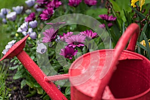 Red watering can in garden on rainy April day