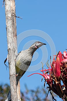 Red Wattle Bird feeding on nectar
