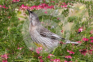Red Wattle Bird