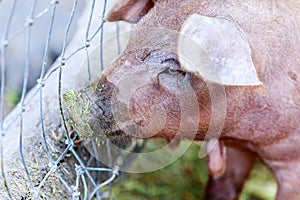 Red Wattle hog Sus scrofa domesticus close-up.