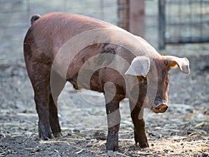 Red Wattle hog (Sus scrofa domesticus) standing in pig sty.