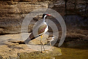 Red Wattle Lapwing with it`s Juvenile, Vanellus indicus