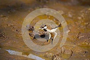 Red Wattle Lapwing , Vanellus indicus, Juvenile