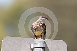 Red Wattlebird in Australia