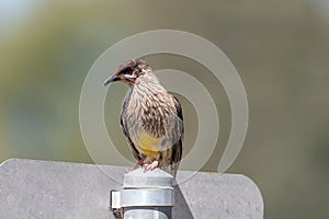 Red Wattlebird in Australia