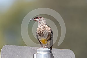 Red Wattlebird in Australia