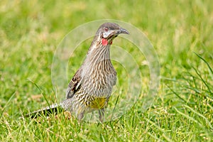 Red Wattlebird in Australia