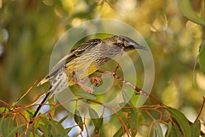 Red Wattlebird Endemic to Australia