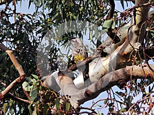Red Wattlebird