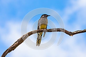 Red wattlebird sitting in tree