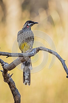 Red Wattlebird in Victoria Australia