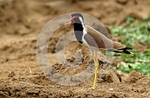 Red wattled lapwing photo