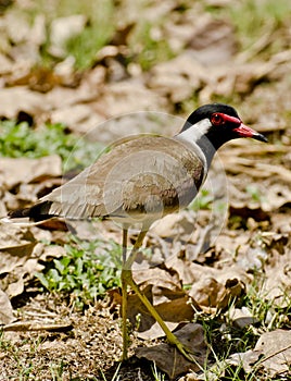 A red wattled lapwing